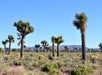 The Mutant Joshua Tree Forest- Area 51 Tour in Las Vegas, Nevada