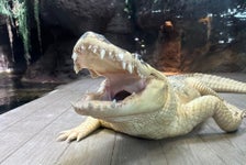 Audubon Zoo in New Orleans, Louisiana