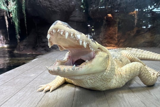 Alligator