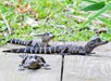 Three small alligators are lying on a wooden surface surrounded by grass and leaves.