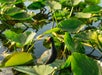 A black bird with a red beak stands on large green lily pads floating on a pond.