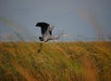 A large grey heron flies above tall grass in a marshland area with power lines visible in the distant background under a clear sky.