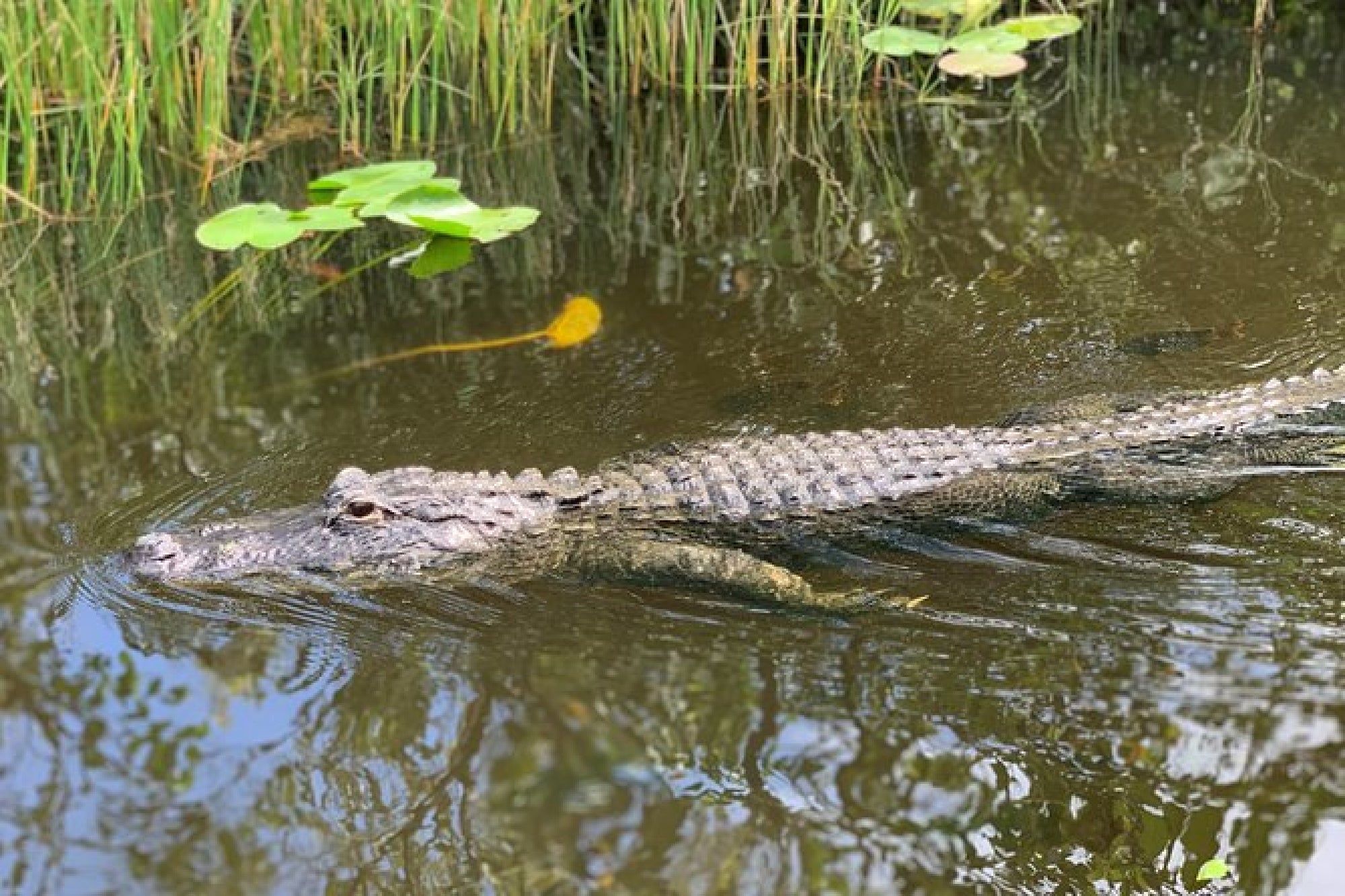 An alligator swims in calm water surrounded by green aquatic plants and grass.