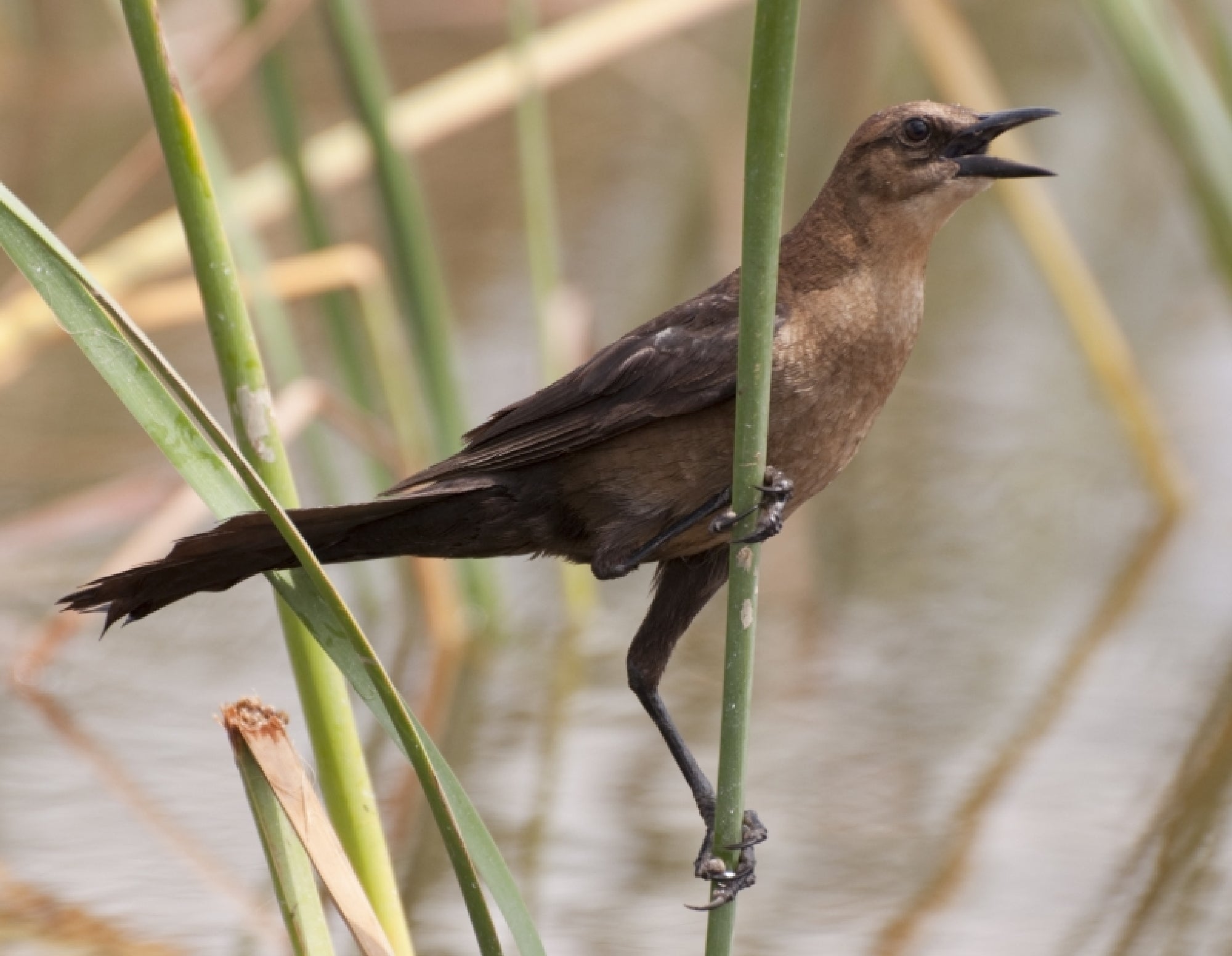 A brown bird with a long tail perches on a vertical reed near water, with its beak open as if calling or singing.