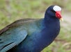 A purple swamphen with dark blue and green feathers, a red beak, and a white frontal shield stands on grass.