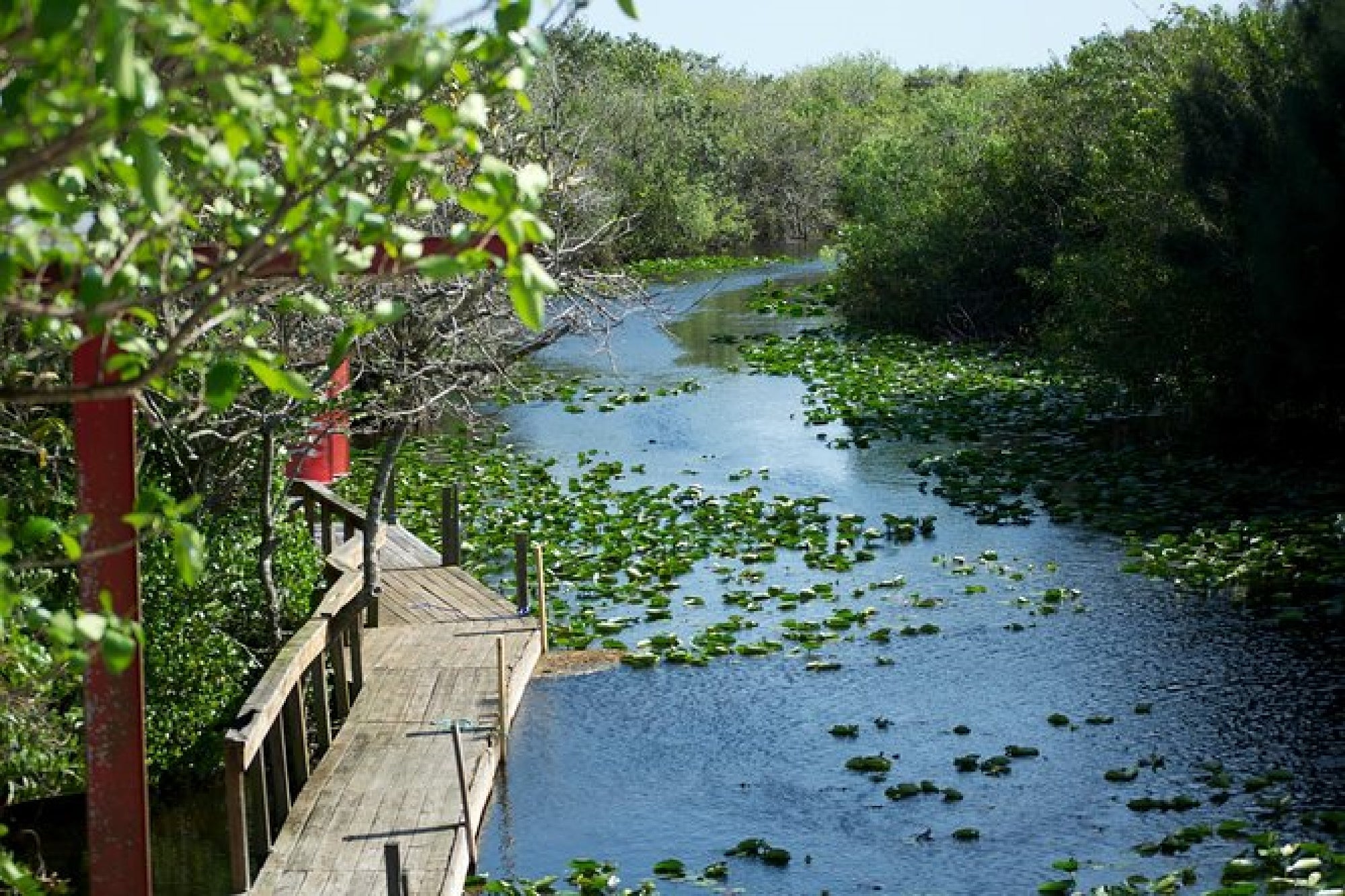 A wooden boardwalk extends over a narrow, lily-covered waterway surrounded by dense greenery under a clear sky.