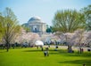 The image shows a grassy park area with cherry blossom trees and people, leading to a domed building in the background, under a clear blue sky.