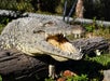 Crocodile 