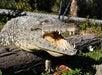 Get up close with native Florida alligators.