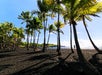 Palm Tress on Black Sand Beach.