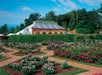Rose garden at the Biltmore Estate/Asheville NC in Asheville, North Carolina