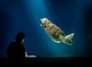 Birch Aquarium at Scripps Institution of Oceanography in La Jolla, CA