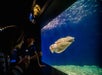 Birch Aquarium at Scripps Institution of Oceanography in La Jolla, CA