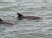 Biscayne Bay 
