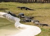 Several alligators are lying on the grass near the edge of a concrete pool, with a wooden fence visible in the background.