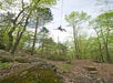 Branson Zipline & Canopy Tours at Wolfe Creek Preserve!