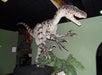 Model of a dinosaur with sharp claws and an open mouth, displayed in a museum setting with green walls and plant decorations.