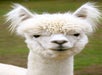 Lots of unique critters in our petting zoo area.