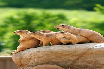 Prairie dogs