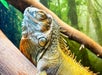 A close-up of a green iguana resting on a tree branch with a forest background.