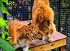 A tiger and a lion nuzzle each other on a wooden platform inside a fenced enclosure, with people observing in the background.