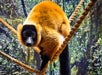 A red ruffed lemur with orange fur and a black face stands on a rope in a forested environment.