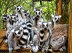 A group of ring-tailed lemurs sits closely together on wooden platforms, surrounded by green foliage.