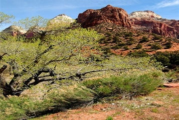 Bryce – Zion Combination Tour in Las Vegas, Nevada