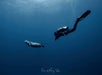 Kauai Scuba Diver in the water with a Monk Seal - Bubbles Below Scuba Charters in Kauai