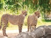 Two cheetahs standing in their enclosure on a sunny day at Busch Gardens Tampa in Tampa, Florida.