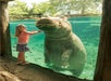 A little girl standing in front of an aquarium with a hippo looking at her on the other side at Busch Gardens Tampa in Tampa, Florida.
