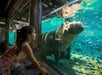 A young girl observes a hippopotamus and fish through the glass of an underwater zoo exhibit.