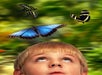 Boy and Butterflies