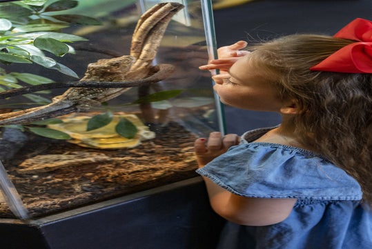 A young girl with a red bow looks at a chameleon inside a glass terrarium, standing close to the enclosure and observing the animal.