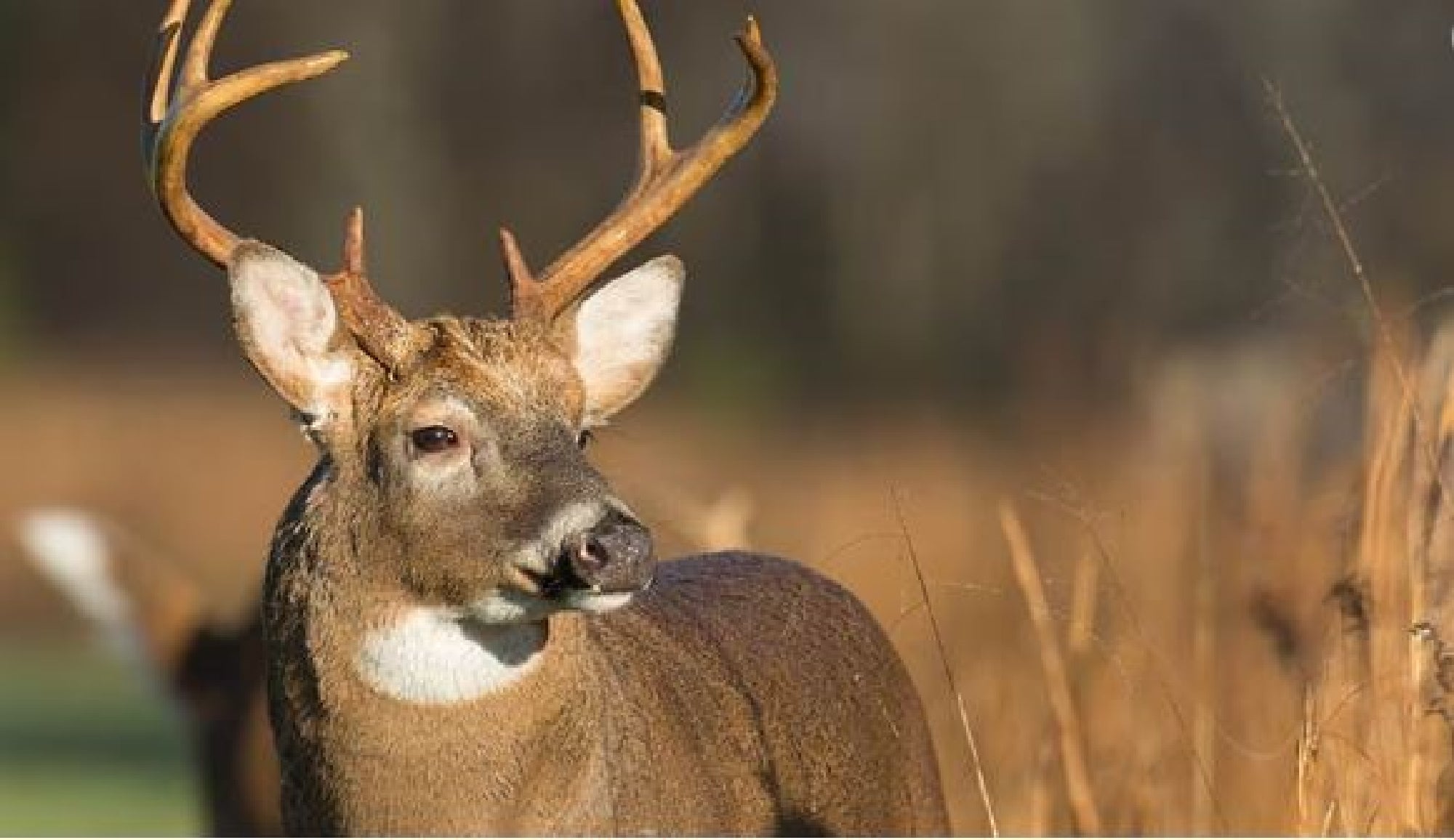 A deer with large antlers stands in a field, looking to the side against a blurred natural background.