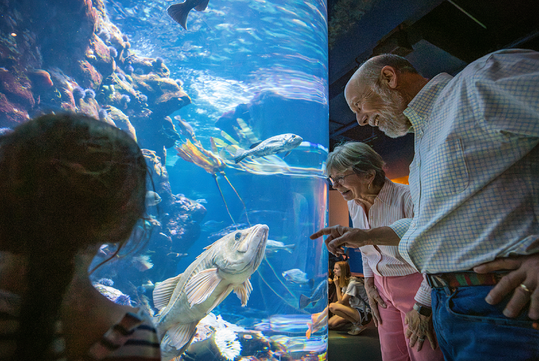 Steinhart Aquarium is full of many different species!
