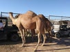 Camels stand near two golf carts on a dirt path beside a fence under a clear sky.