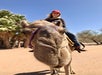 Person wearing a red cap is sitting on a camel in a sunny, desert-like area with palm trees in the background.
