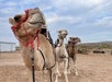 Three camels with bridles stand in a row on a desert landscape under a cloudy sky.
