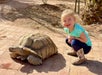 A young child crouches beside a large tortoise on a sunlit brick path, both looking towards the camera.