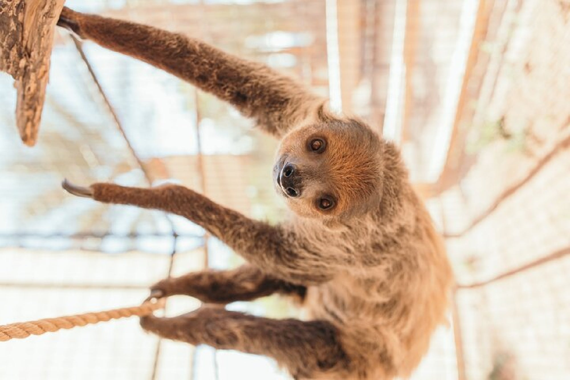 A sloth hangs upside down from a rope in an enclosure, looking toward the camera.