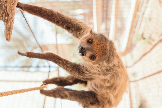 A sloth hangs upside down from a rope in an enclosure, looking toward the camera.