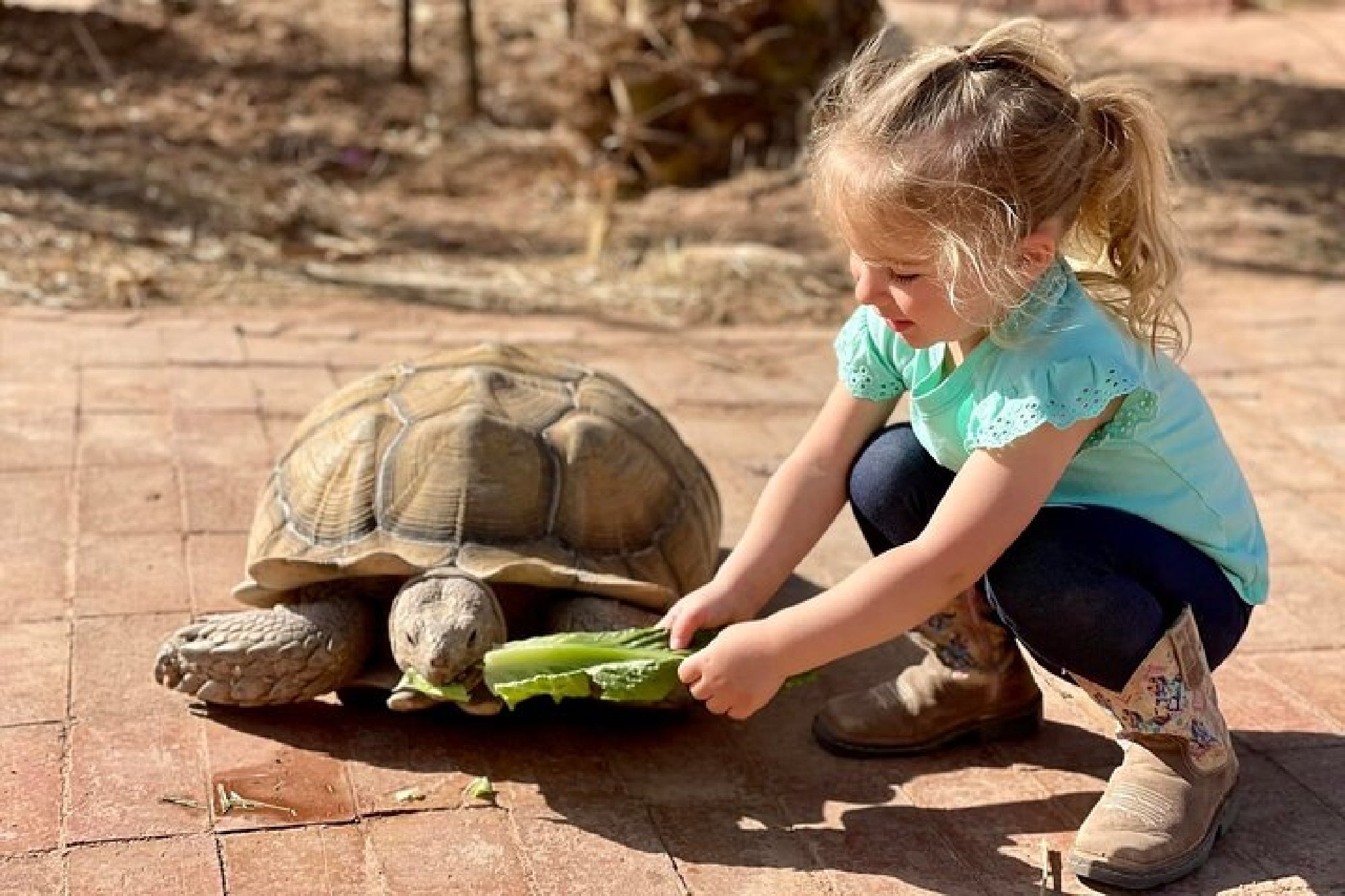 A young girl in a blue shirt and boots is feeding a large tortoise a piece of lettuce on a brick path.