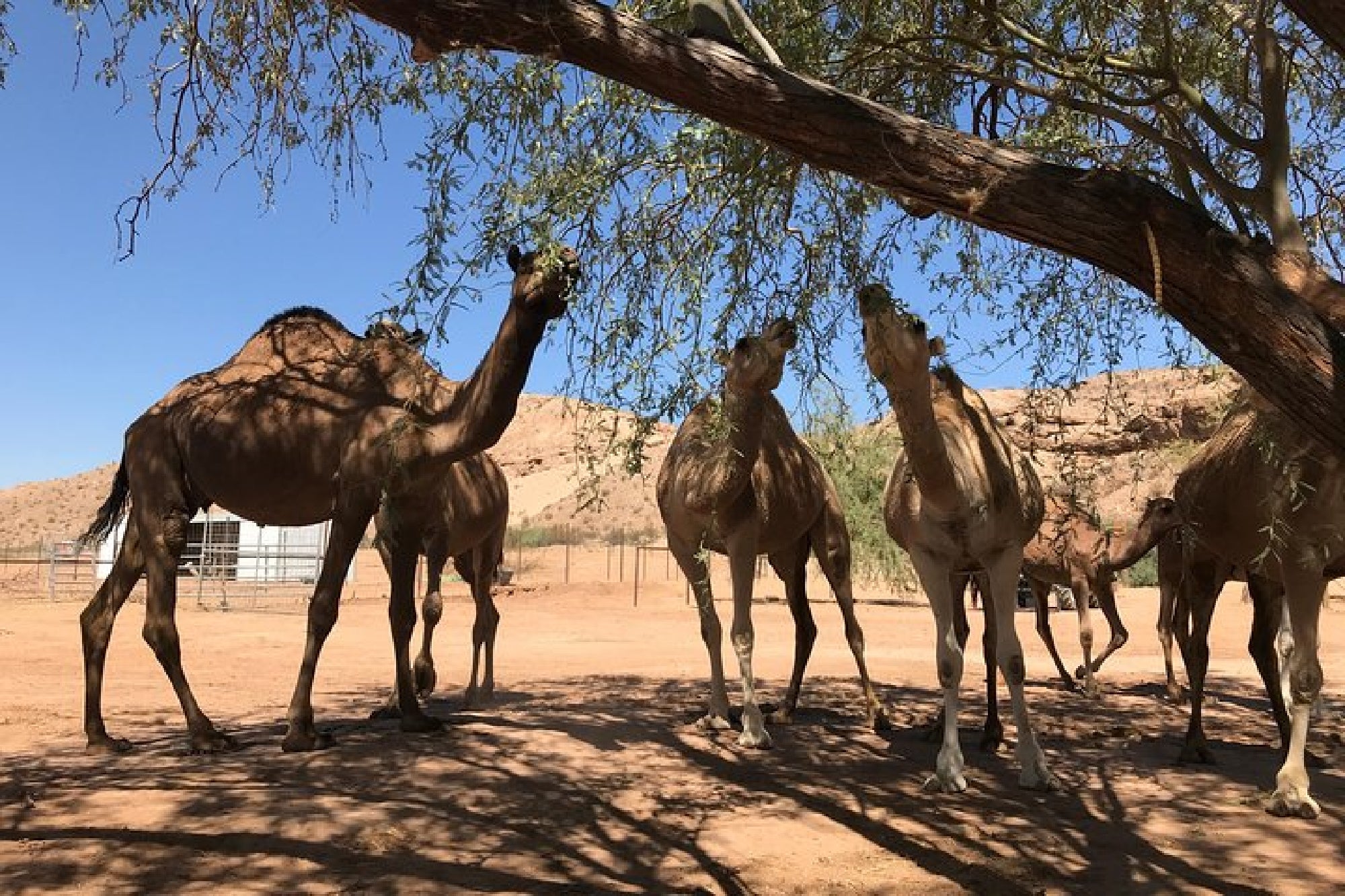 Camels stand under a tree in a desert environment, one reaching up to eat leaves. Blue sky and arid landscape in the background.
