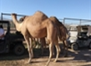 Two camels stand near a vehicle in an outdoor enclosure on a sunny day.