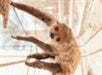 A sloth hangs upside down in a bright, enclosed habitat, gripping onto branches with its limbs.