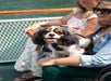 Dogs and owners enjoying a 90-minute evening cruise