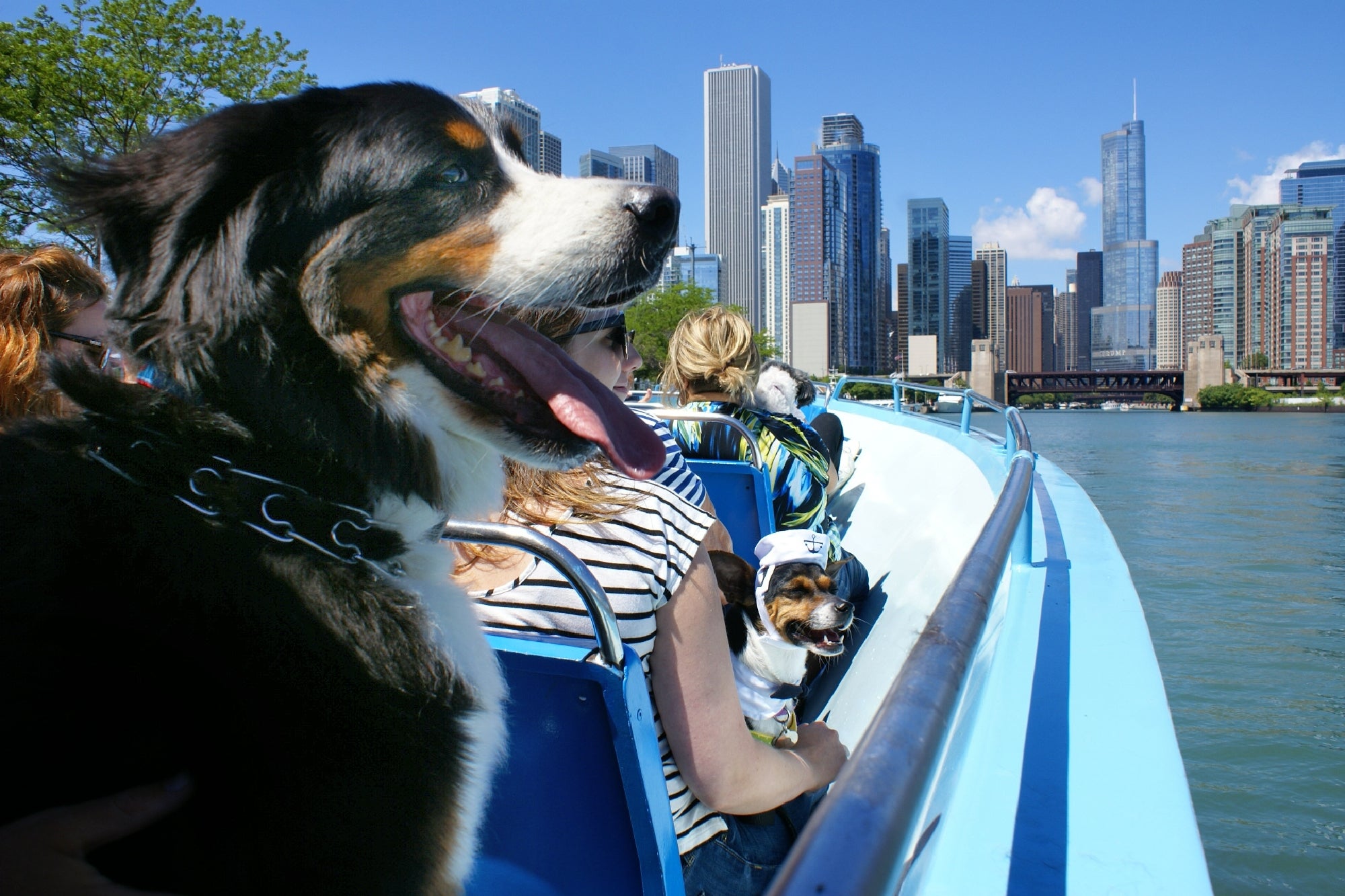 People and dogs ride a blue boat on a river with tall city buildings in the background under a sunny, clear sky.