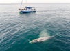 Captain Dave's Dolphin & Whale Safari - Dana Point, CA