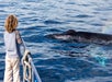 Captain Dave's Dolphin & Whale Safari - Dana Point, CA